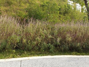 路边茂盛的草丛景观