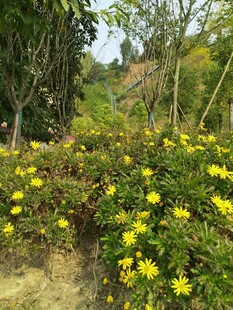 山间烂漫黄色花丛美景
