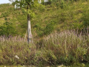 野外草地中的一棵独立树木