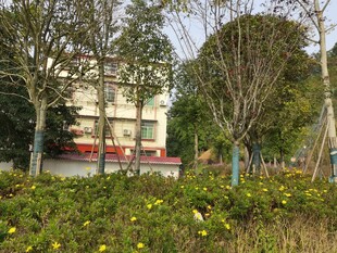 城市绿植景观中的多彩花卉