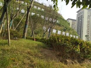 城市中的绿植与高楼景观