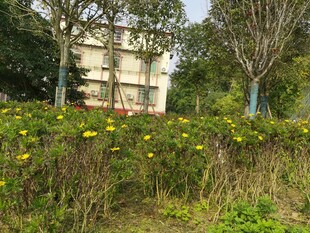 户外花草与建筑景观