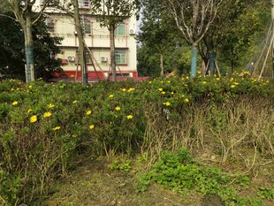 户外黄花绿植与建筑景观