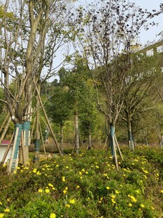 春日繁花绿树的自然景致