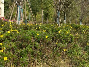 春日黄花绿植景观