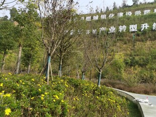 山间小径旁的繁茂绿植