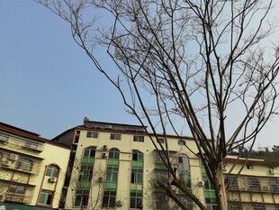 冬日树枝下的多层建筑物