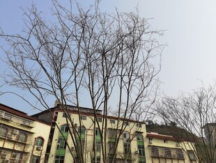 冬日光秃树木旁的建筑物