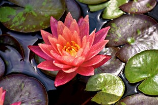 娇艳睡莲绽放于绿叶间