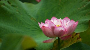 娇艳荷花绽放于绿叶间