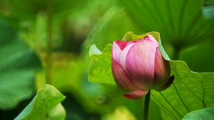 含苞待放的娇艳荷花