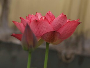 娇艳欲滴的两朵盛开荷花