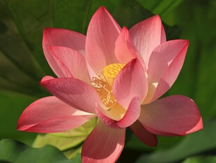 娇艳盛开的粉色荷花