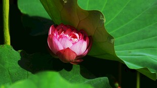 含苞待放的娇艳荷花