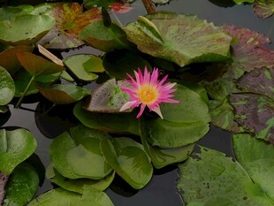 水中绽放的粉色睡莲