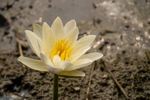 水中绽放的美丽白莲花