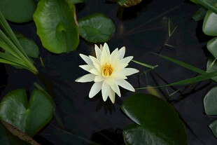 水中绽放的白色睡莲