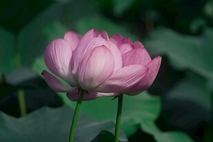 娇艳盛开的粉色荷花