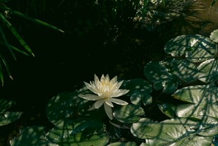 水中绽放的白色睡莲