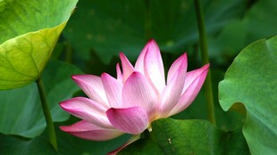 绽放的美丽粉色荷花