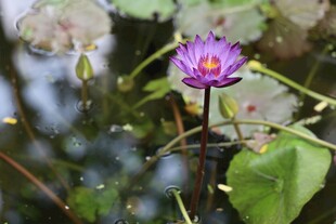 水中绽放的美丽紫色睡莲