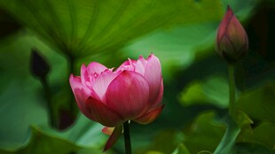 娇艳盛开的美丽粉色荷花