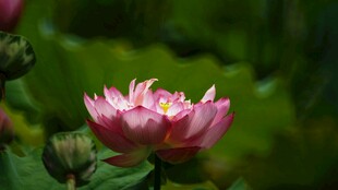 娇艳盛开的粉色荷花