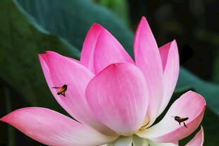 娇艳荷花上的灵动小昆虫