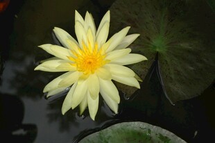 黄色睡莲绽放于水面