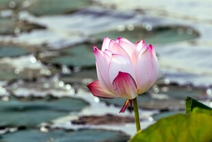 娇艳荷花绽放于荷塘间