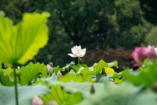 荷塘中绽放的洁白荷花