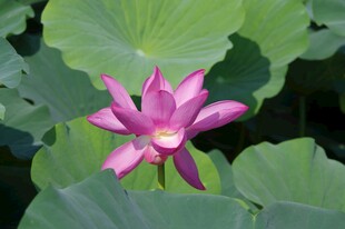 娇艳绽放的粉色荷花