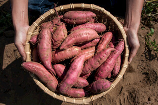 手捧竹篮里的新鲜红薯