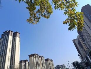 城市高楼与枝头绿叶