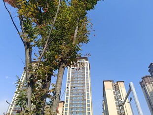 城市中高耸入云的摩天大楼