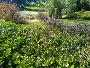 绿意盎然的花园景观