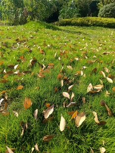 草地上散落的多彩落叶