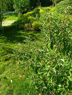 绿意盎然的户外花园景致