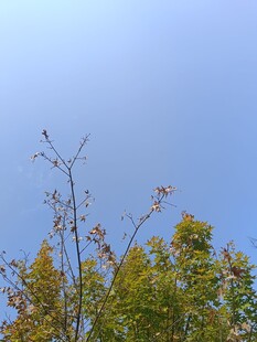 蓝天映衬下的多彩树梢