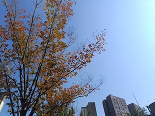 秋日城市中的斑斓树木