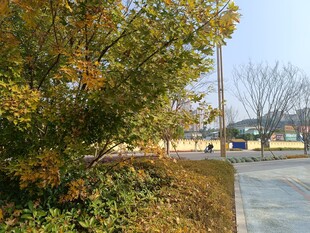 秋日路边的多彩树木景观