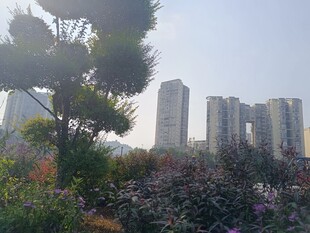 城市旁的绿植与高楼景观