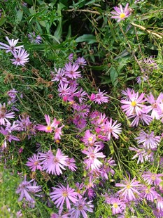 紫色小花绽放于草丛中