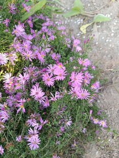 紫色小花绽放于草丛间