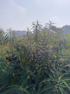 野外繁茂的植物景观