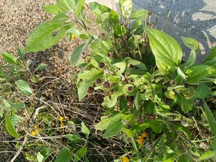 绿叶繁茂的地面植物