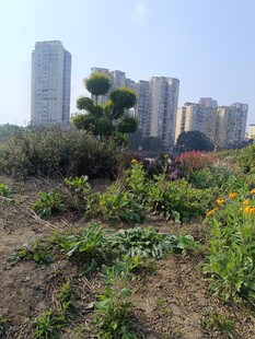 城市中待开发的绿地一角