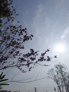 阳光下绽放的花枝