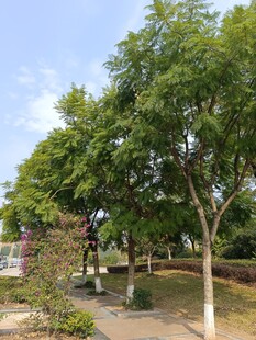 公园绿树成荫的休闲场景