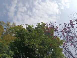 蓝天白云下的葱郁树林